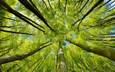 L’importanza di monitorare l’assorbimento della CO2 nel contesto della nuova strategia forestale dell’UE