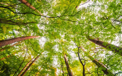 Rimboschimento in Europa:  3 Miliardi di nuovi alberi per un futuro sostenibile