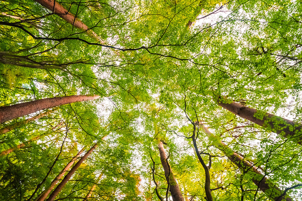Rimboschimento in Europa:  3 Miliardi di nuovi alberi per un futuro sostenibile